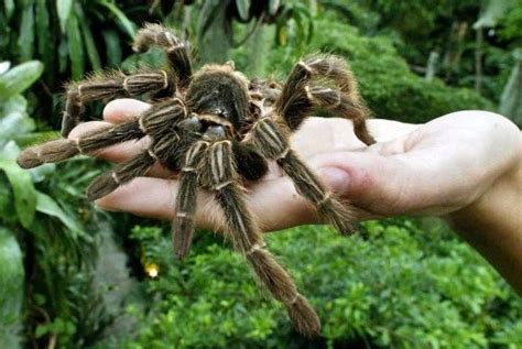 Pin by Deborah Byrd on SPIDER WEBS in 2020 | Spider, Spider pictures, Spiders in australia