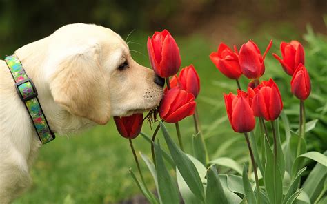 Labrador Retriever Full HD Wallpaper and Background Image | 1920x1200 ...