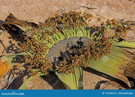 WELWITSCHIA Welwitschia Mirabilis Stock Image - Image of africa, namibia: 170183573