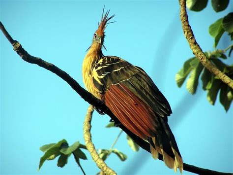 The Horrible Hoatzin One of the most unusual birds, Considered to be a hold a a holdover from ...