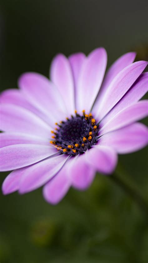 Flower, Petals, Close Up, Macro