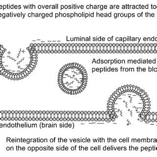 Adsorptive mediated transcytosis as pathway for BBB penetration.... | Download Scientific Diagram