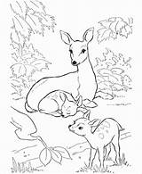Deer Family Coloring Page  ColoringBay sketch template