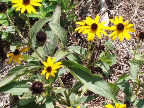 Southwest Georgia Wildflowers ~ Debra's Endeavors From Southwest Georgia