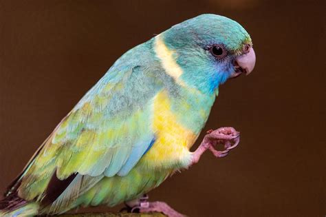 Colors of Indian Ringneck: A Vibrant Guide to These Exquisite Parrots – PawSupal