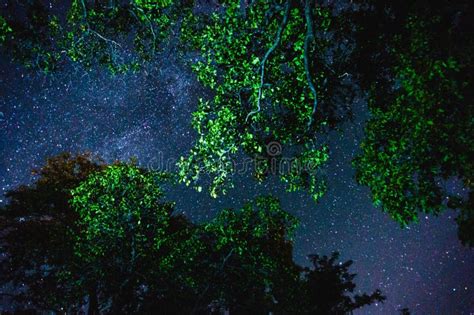 Stars through Tree Branches Stock Photo - Image of branch, branches ...