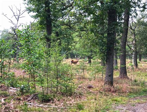 Wildlife in Hoge Veluwe National Park - We12Travel