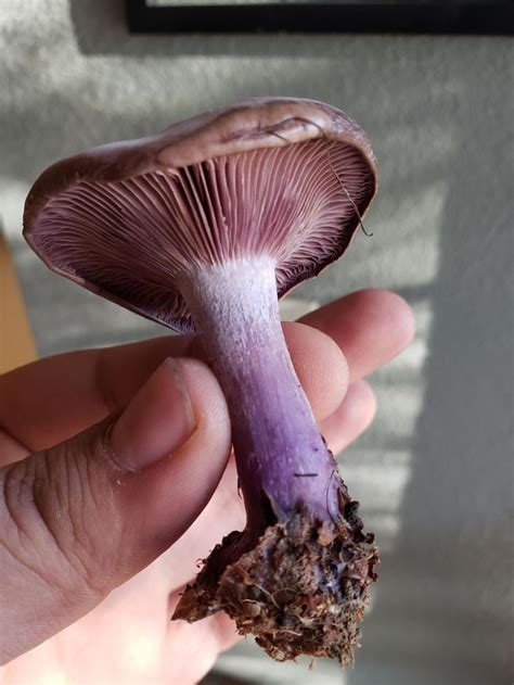 This beautiful purple mushroom I found in northern California was ...