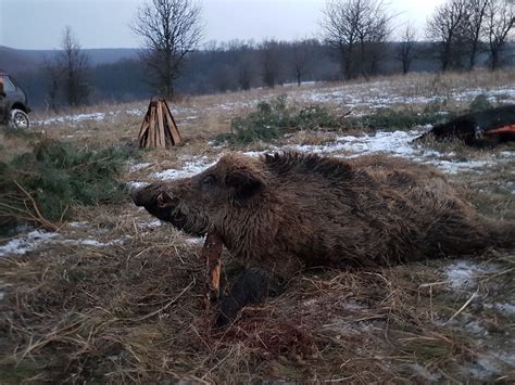 Hungary Trip Unlimited Wild Boar + Red Hinds Available all year - A1 Decoy