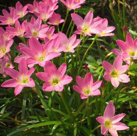 ZEPHYRANTHES GRANDIFLORA ROSEA - GROUND COVER | ZEPHYRANTHES ROSEA;Item;10554