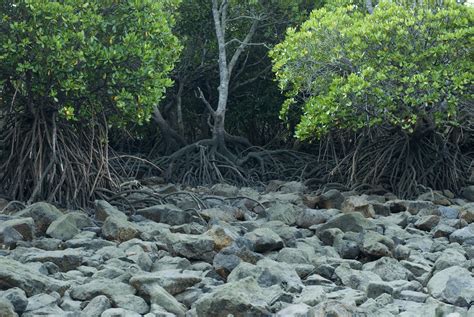 Free Stock Photo 11822 Rocky mangrove swamp at low tide | freeimageslive