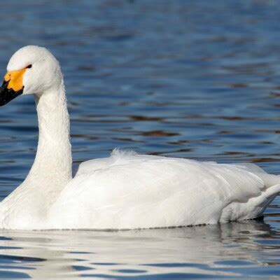 Tundra Swan (Cygnus columbianus) :: BirdWeather