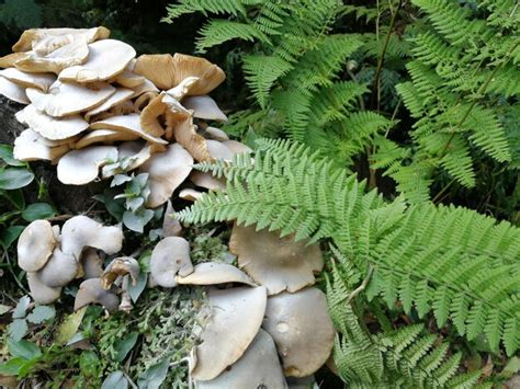 Premium Photo | High angle view of mushrooms growing on field