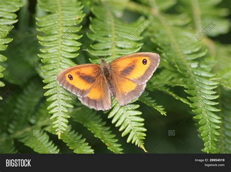 Gatekeeper Butterfly Image & Photo (Free Trial) | Bigstock