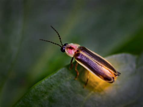 MONTESSORI ZOOLOGY : Insects - Firefly ~ Pinegreenwoods