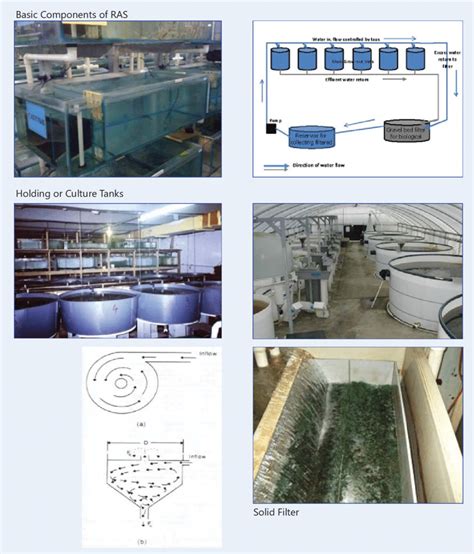 A highly intensive Food-fish RAS RAS for ornamental fish, do not have... | Download Scientific ...