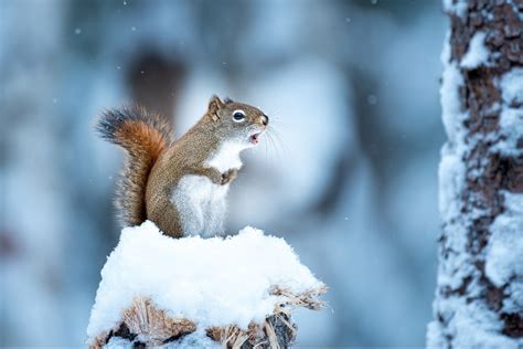 How Squirrels Survive the Snow-Covered Months | JP Pest Services