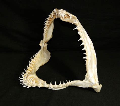 Goblin Shark Teeth