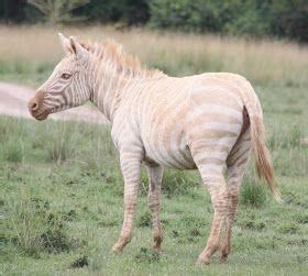 GALLERY-KHATELY® : Albino Zebras...only in Kenya... | Zebras, Zorse, Albino