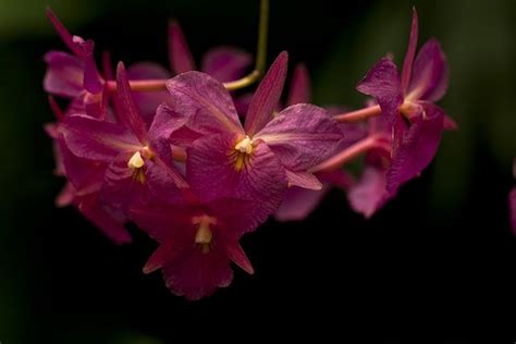 Missouri Botanical Garden Orchid Show is this year Feb 2 to March 31! We hope to see you there ...