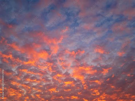 Altocumulus flaky clouds (lat. Altocumulus floccus) in raspberry tones ...