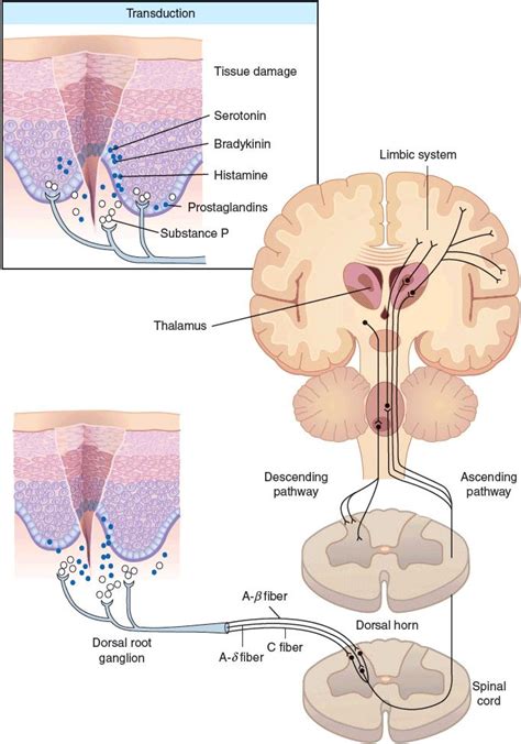 Pain Management | Basicmedical Key