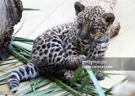 190 Baby Jaguar Stock Photos, High-Res Pictures, and Images - Getty Images