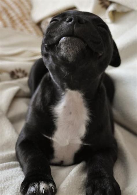 French Bulldog Smiling Pictures, Photos, and Images for Facebook ...