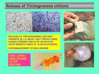 Seminar Trichogramma :a living insecticide? | PPT