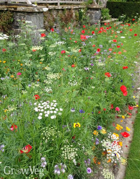 Growing Wildflowers for Bees and Butterflies