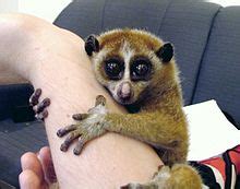 Conservation of slow lorises - Wikipedia