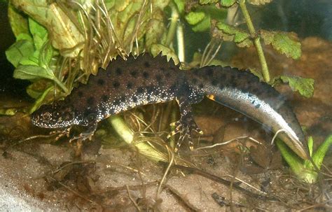 Great Crested Newt | The Animal Facts | Diet, Habitat, Appearance