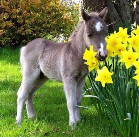 lovely spring scene - Horses & Animals Background Wallpapers on Desktop Nexus (Image 1690738)