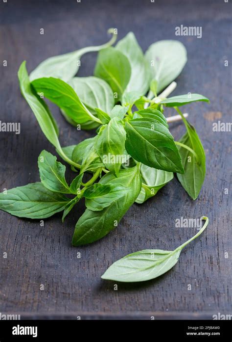 Image of Thai basil leaves Stock Photo - Alamy