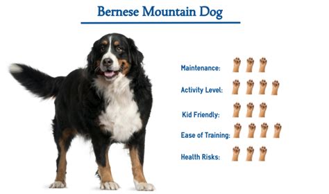 Bernese Mountain Dog… Everything You Need to Know at a Glance!