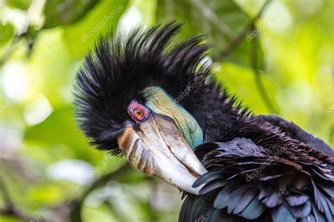 Female Wreathed hornbill — Stock Photo © GekkoGallary #129792152