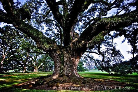 water oak tree florida - Arleen Mcnair