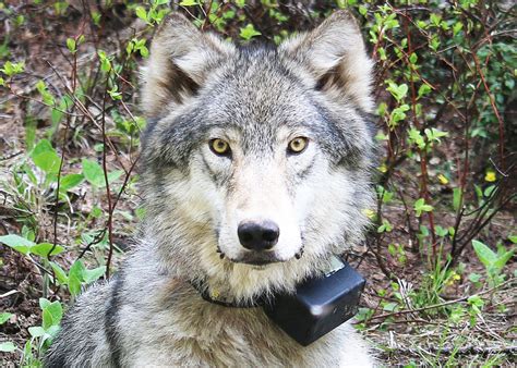 Wildlife Management: Should wolves be removed from endangered species list?