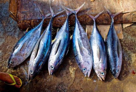 Tuna Fishermen to Enjoy Double Catch Quotas in 2018 • IIA