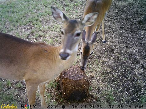 Deer Blocks…Fact or Fiction? | Feed Bandit