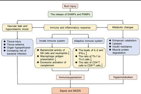 Figure 1 from The pathogenesis and diagnosis of sepsis post burn injury ...