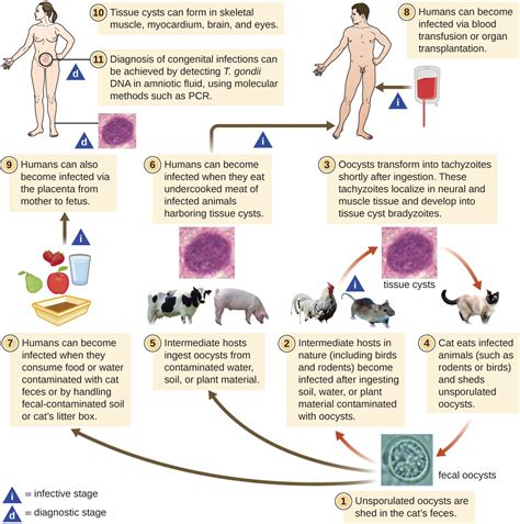 Parasitic Infections of the Circulatory and Lymphatic Systems | Microbiology