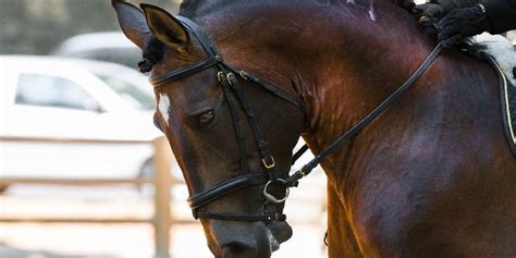 What Is A Dutch Warmblood? All About This Gorgeous Horse Breed ...