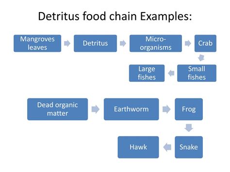 PPT - Unit–1: Topic-2 : Ecology and Ecosystem PowerPoint Presentation - ID:2864050