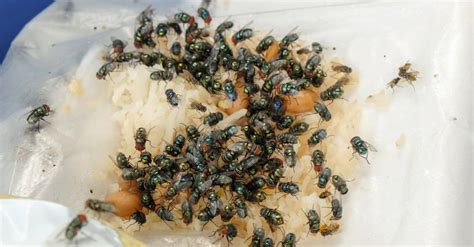 What Do House Flies Eat? 15+ Foods They Feast On - AZ Animals