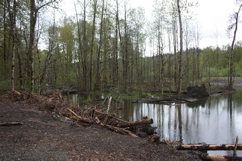 King County salmon habitat recovery projects receive state funding | Bellevue Reporter