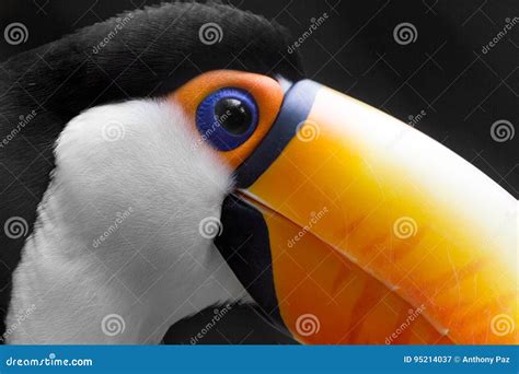 Toucan Close Up stock image. Image of wild, tucan, nature - 95214037