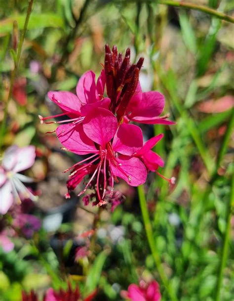 Gaura BELLEZA®'Dark Pink' Butterfly Bush 4" Pot - Hello Hello Plants