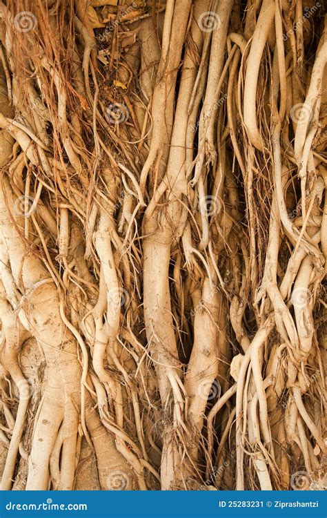 Roots of a banyan tree stock image. Image of powerful - 25283231