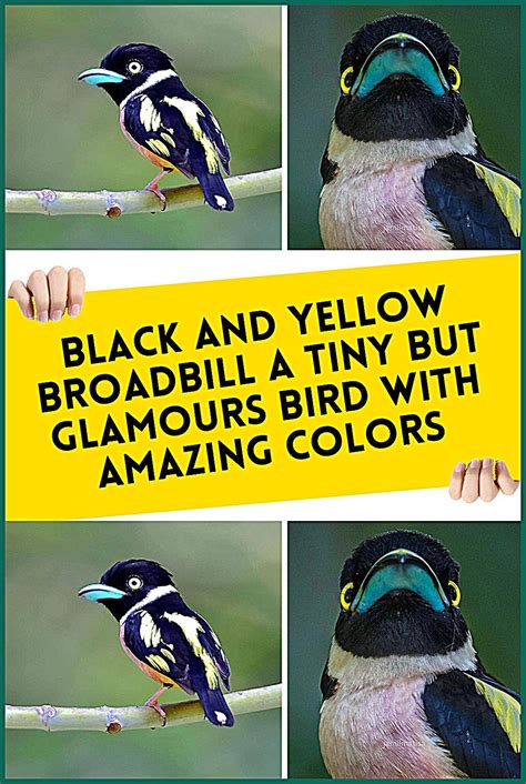 Black and yellow broadbill a tiny but glamours bird with amazing colors ...